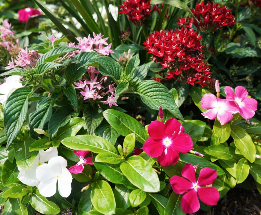 Vincas-Pentas-DSC01989-1-scaled
